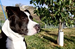 Camp Pendleton's Domestic Animal Control picked up::r::::n::2-year-old Fergy last week after animal control staff found the pit bull roaming the base. Fergy awaits off-base adoption.