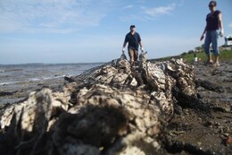 Bags of oysters are lined up at the the Laurel Bay shoreline as part of a project to prevent erosion and to bring oysters back in to the nnatural environment, June 18. Marines from the Air Station and Marine Corps Recruit Depot Parris Island banded together to accomplish this goal.